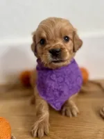 Poppy’s Purple Girl 💜, a female Golden Retriever for sale in Seymour, MO – 2 of 7