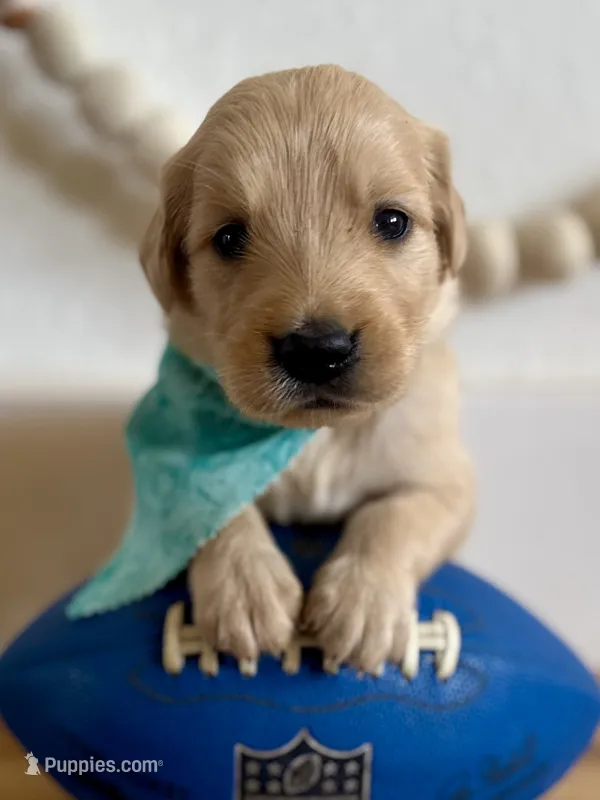 Poppy’s Light Blue Boy 🩵 – Golden Retriever puppy for sale in Seymour, MO