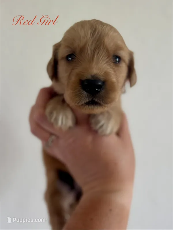 Poppy’s Red Girl ❤️ – Golden Retriever puppy for sale in Seymour, MO