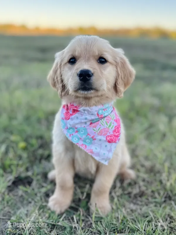 Poppy’s Light Pink Girl 🩷 – Golden Retriever puppy for sale in Seymour, MO
