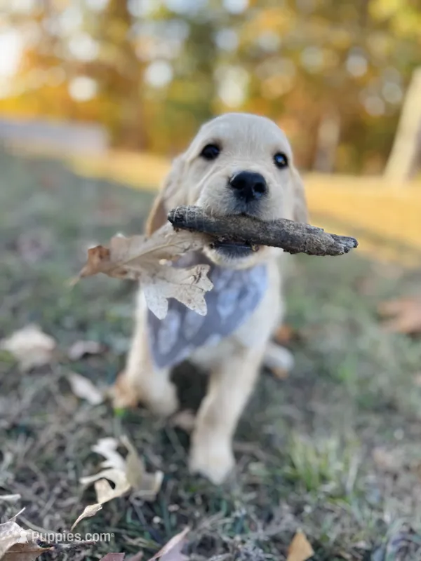 Piper’s Black Boy 🖤 – Golden Retriever puppy for sale in Seymour, MO