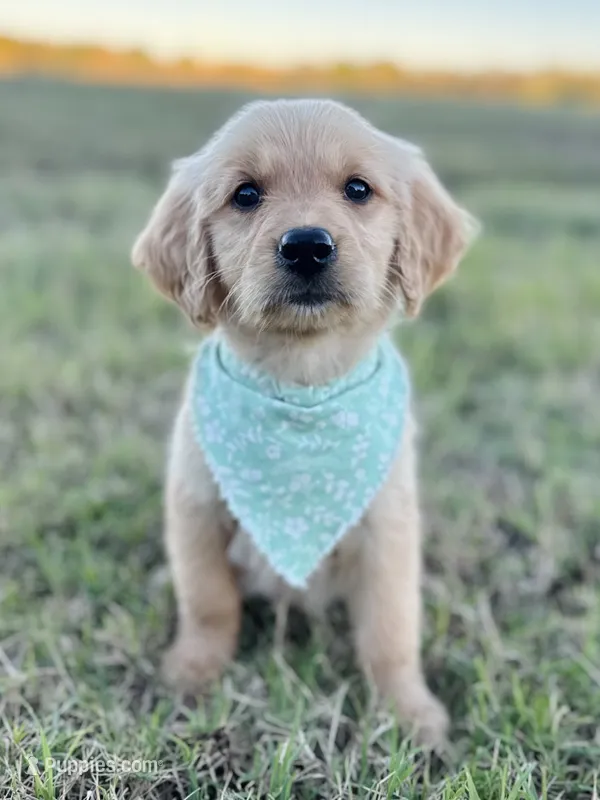 Poppy’s Green Girl 💚 – Golden Retriever puppy for sale in Seymour, MO