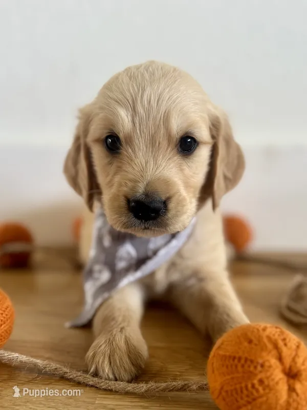 Piper’s Black Boy 🖤 – Golden Retriever puppy for sale in Seymour, MO
