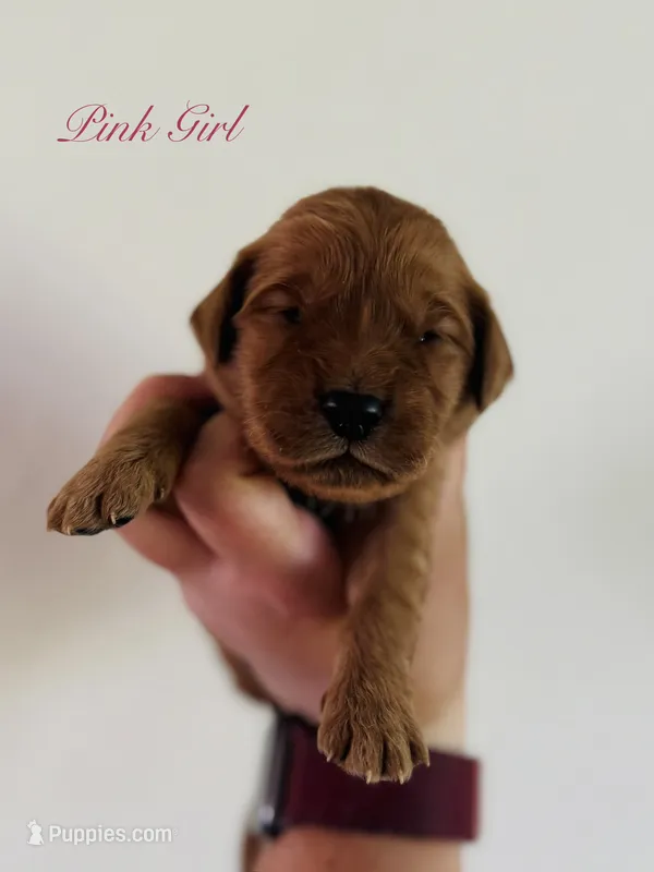 Penny’s Pink Girl – Golden Retriever puppy for sale in Seymour, MO