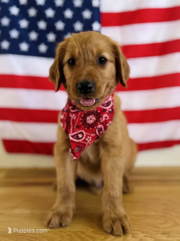 Penny’s Black Boy – Golden Retriever puppy for sale in Seymour, MO