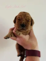 Penny’s Light Pink Girl, a female Golden Retriever for sale in Seymour, MO – 1 of 2