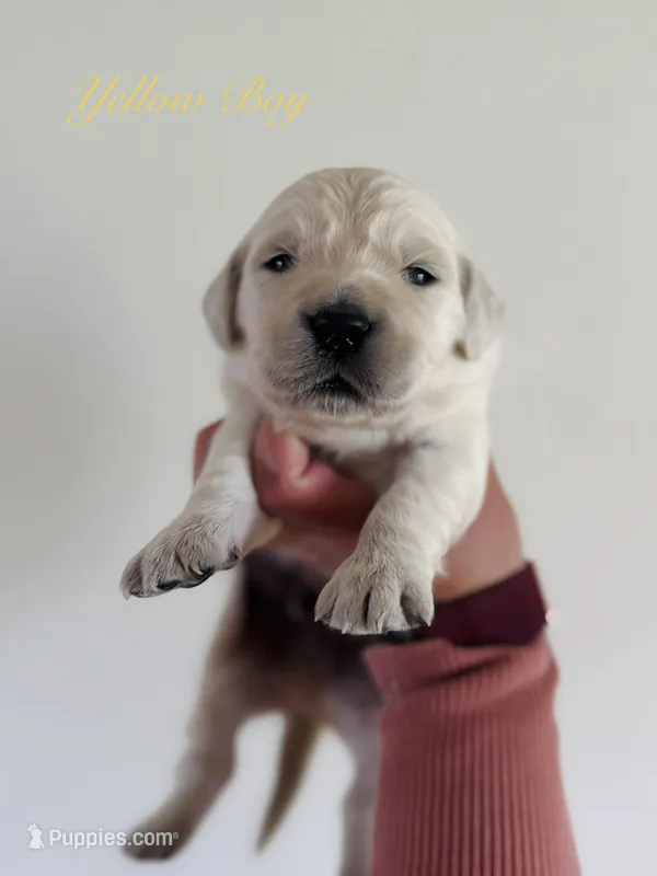 Chloe’s Yellow Boy – English Cream Golden Retriever puppy for sale in Seymour, MO