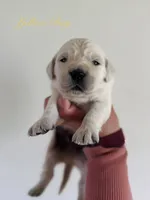 Chloe’s Yellow Boy, a male English Cream Golden Retriever for sale in Seymour, MO – 1 of 2