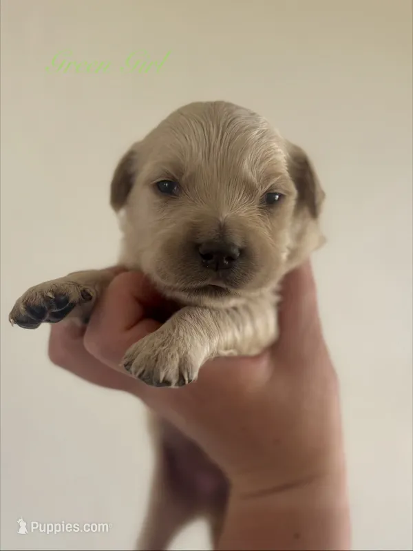 Piper’s Green Girl 💚 – Golden Retriever puppy for sale in Seymour, MO