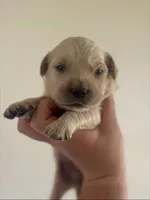 Piper’s Green Girl 💚, a female Golden Retriever for sale in Seymour, MO – 6 of 7