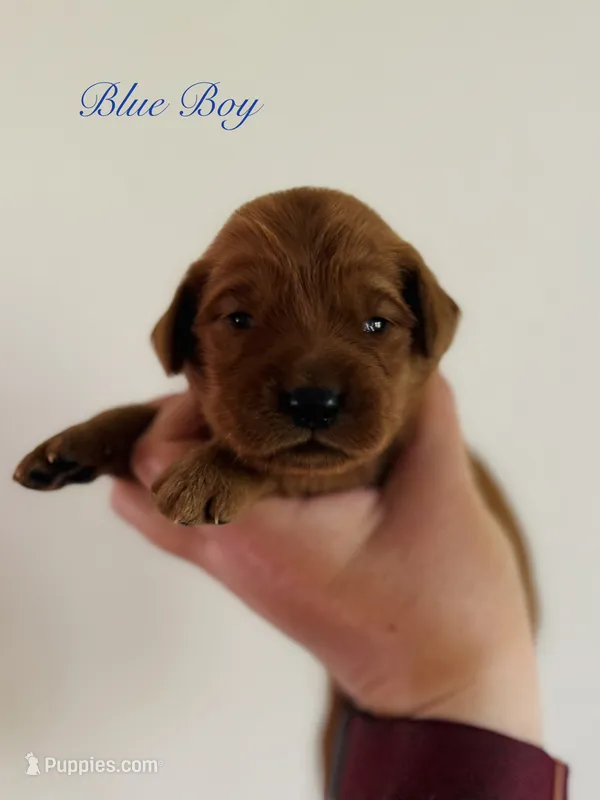 Penny’s Blue Boy – Golden Retriever puppy for sale in Seymour, MO