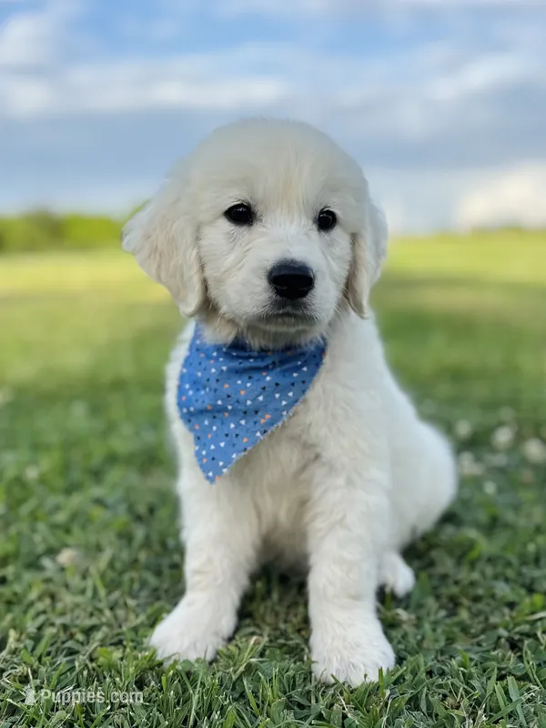 Chloe’s Orange Boy – English Cream Golden Retriever puppy for sale in Seymour, MO