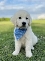 Chloe’s Orange Boy, a male English Cream Golden Retriever for sale in Seymour, MO – 1 of 8