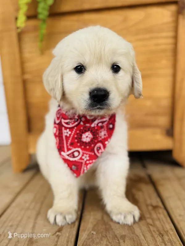 Chloe’s Black Boy – English Cream Golden Retriever puppy for sale in Seymour, MO