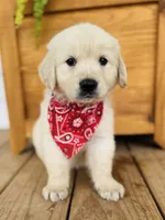 Chloe’s Black Boy, a male English Cream Golden Retriever for sale in Seymour, MO – 2 of 7