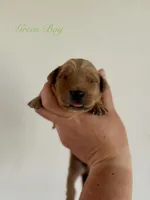 Poppy’s Green Boy 💚, a male Golden Retriever for sale in Seymour, MO – 1 of 1