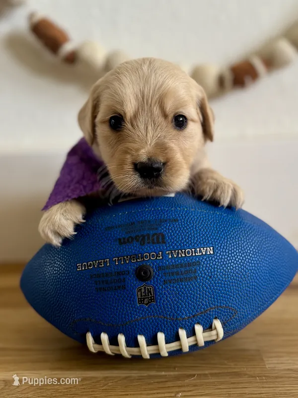Piper’s Purple Girl 💜 – Golden Retriever puppy for sale in Seymour, MO