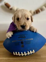 Piper’s Purple Girl 💜, a female Golden Retriever for sale in Seymour, MO – 3 of 6