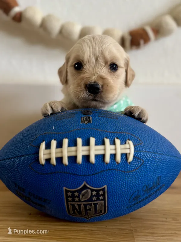 Piper’s Green Girl 💚 – Golden Retriever puppy for sale in Seymour, MO
