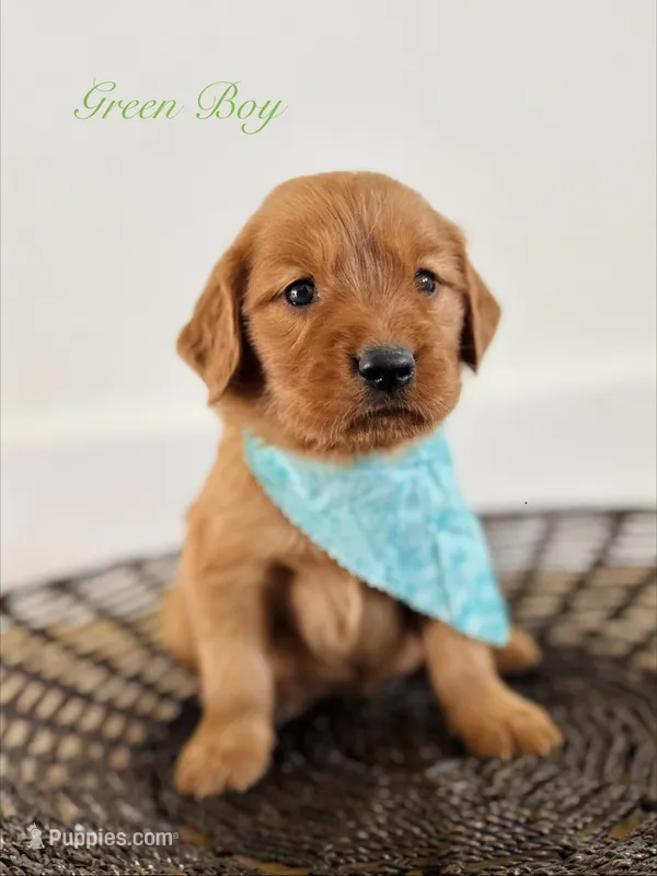 Penny’s Green Boy – Golden Retriever puppy for sale in Seymour, MO