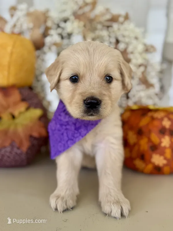 Piper’s Purple Girl 💜 – Golden Retriever puppy for sale in Seymour, MO