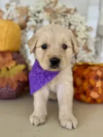 Piper’s Purple Girl 💜, a female Golden Retriever for sale in Seymour, MO – 2 of 6