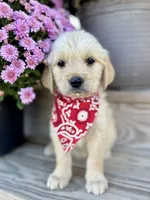 Piper’s Red Boy ❤️, a male Golden Retriever for sale in Seymour, MO – 1 of 7