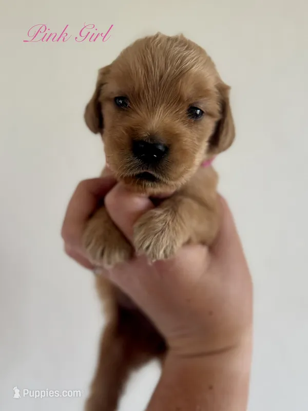 Poppy’s Pink Girl 🩷 – Golden Retriever puppy for sale in Seymour, MO