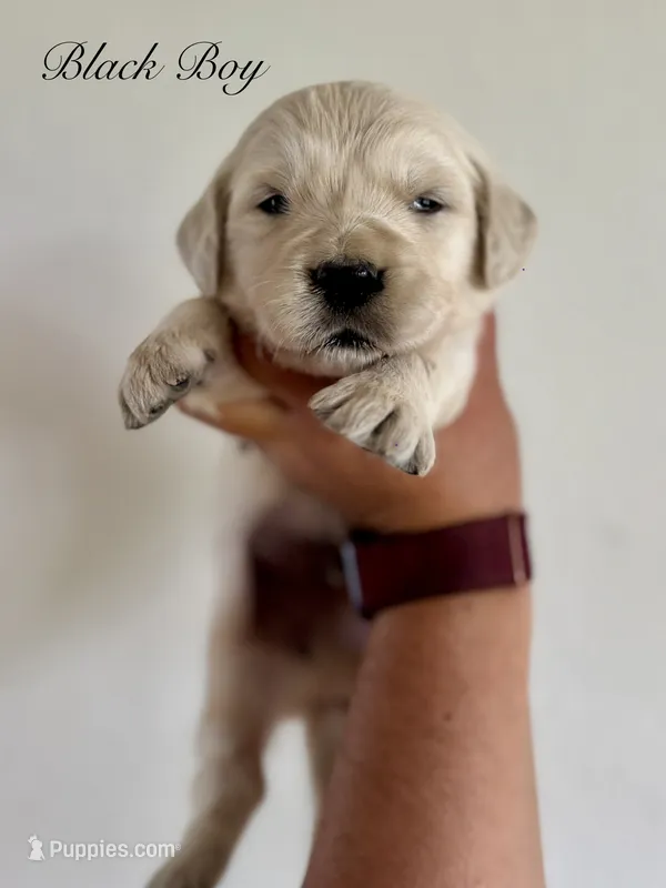 Chloe’s Black Boy – English Cream Golden Retriever puppy for sale in Seymour, MO