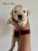 Chloe’s Black Boy, a male English Cream Golden Retriever for sale in Seymour, MO – 5 of 7