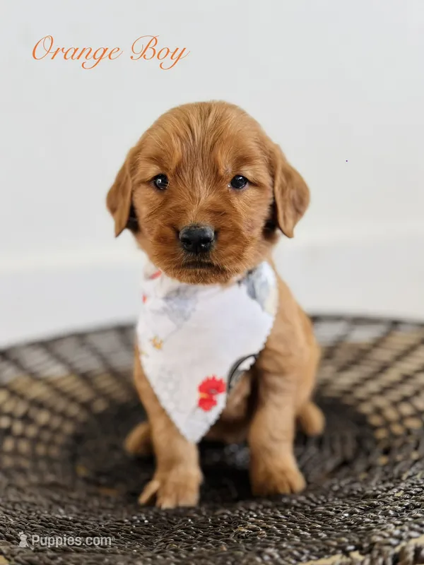 Penny’s Orange Boy – Golden Retriever puppy for sale in Seymour, MO