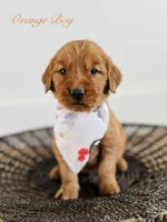 Penny’s Orange Boy, a male Golden Retriever for sale in Seymour, MO – 4 of 8