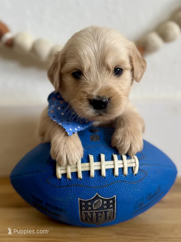 Piper’s Blue Boy 💙 – Golden Retriever puppy for sale in Seymour, MO