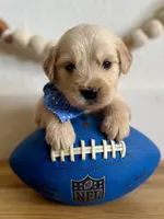 Piper’s Blue Boy 💙, a male Golden Retriever for sale in Seymour, MO – 3 of 6