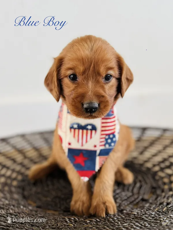 Penny’s Blue Boy – Golden Retriever puppy for sale in Seymour, MO