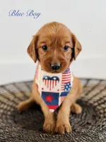 Penny’s Blue Boy, a male Golden Retriever for sale in Seymour, MO – 4 of 8