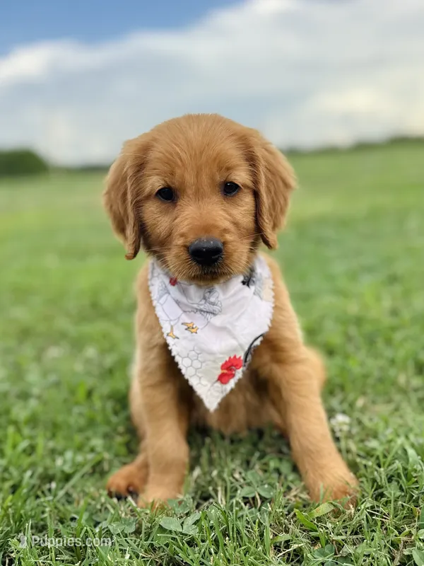 Penny’s Orange Boy – Golden Retriever puppy for sale in Seymour, MO