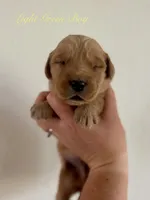 Poppy’s Light Green Boy 💚, a male Golden Retriever for sale in Seymour, MO – 4 of 5
