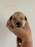 Poppy’s Orange Boy 🧡, a male Golden Retriever for sale in Seymour, MO – 1 of 1