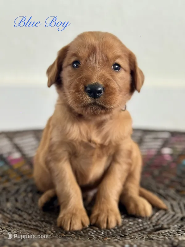 Penny’s Blue Boy – Golden Retriever puppy for sale in Seymour, MO