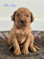 Penny’s Blue Boy, a male Golden Retriever for sale in Seymour, MO – 5 of 8