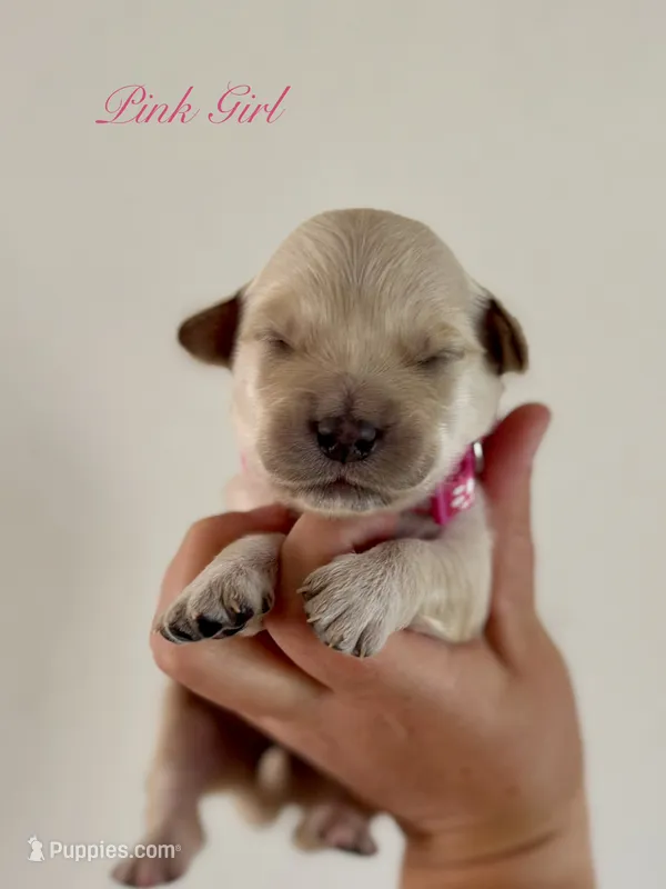 Piper’s Pink Girl 🩷 – Golden Retriever puppy for sale in Seymour, MO