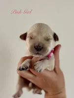 Piper’s Pink Girl 🩷, a female Golden Retriever for sale in Seymour, MO – 1 of 1
