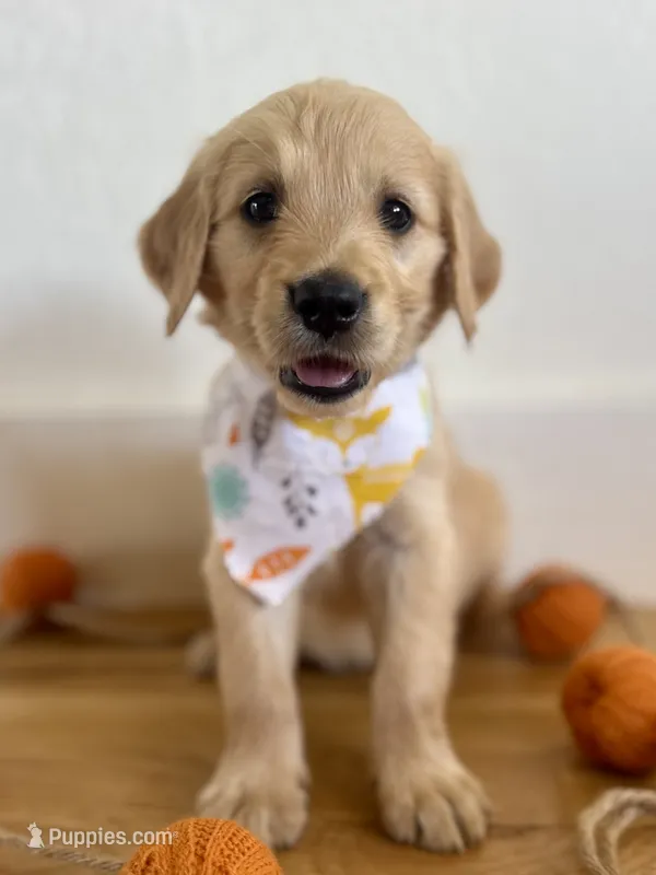 Poppy’s Orange Boy 🧡 – Golden Retriever puppy for sale in Seymour, MO