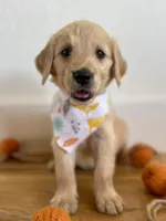 Poppy’s Orange Boy 🧡, a male Golden Retriever for sale in Seymour, MO – 2 of 7