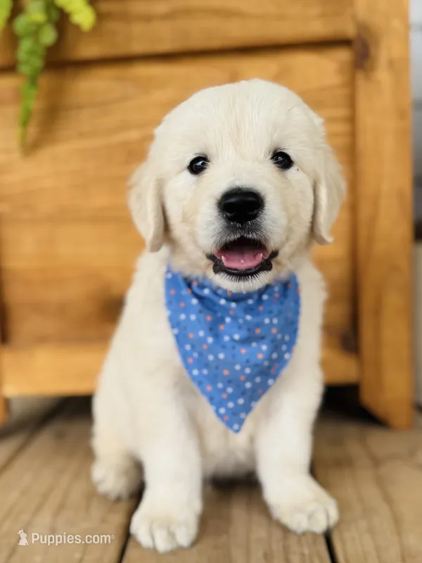 Chloe’s Orange Boy – English Cream Golden Retriever puppy for sale in Seymour, MO