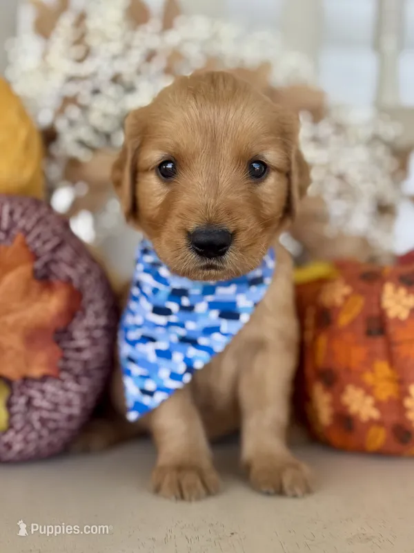 Poppy’s Blue Boy 💙 – Golden Retriever puppy on hold in Seymour, MO