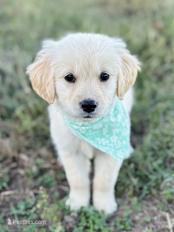 Piper’s Green Girl 💚 – Golden Retriever puppy for sale in Seymour, MO