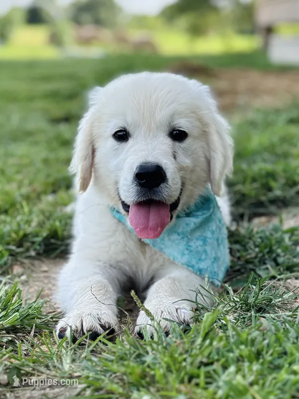 Chloe’s Green Boy – English Cream Golden Retriever puppy for sale in Seymour, MO