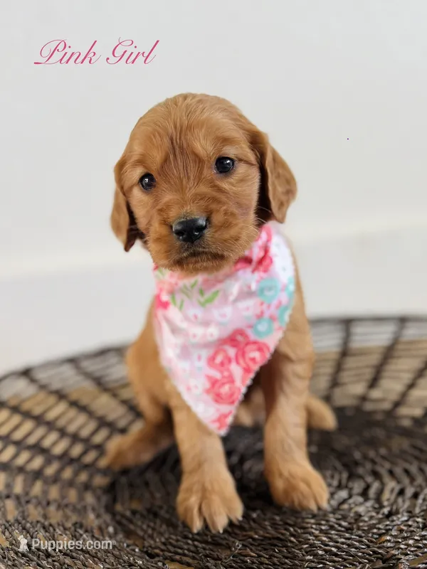 Penny’s Pink Girl – Golden Retriever puppy for sale in Seymour, MO
